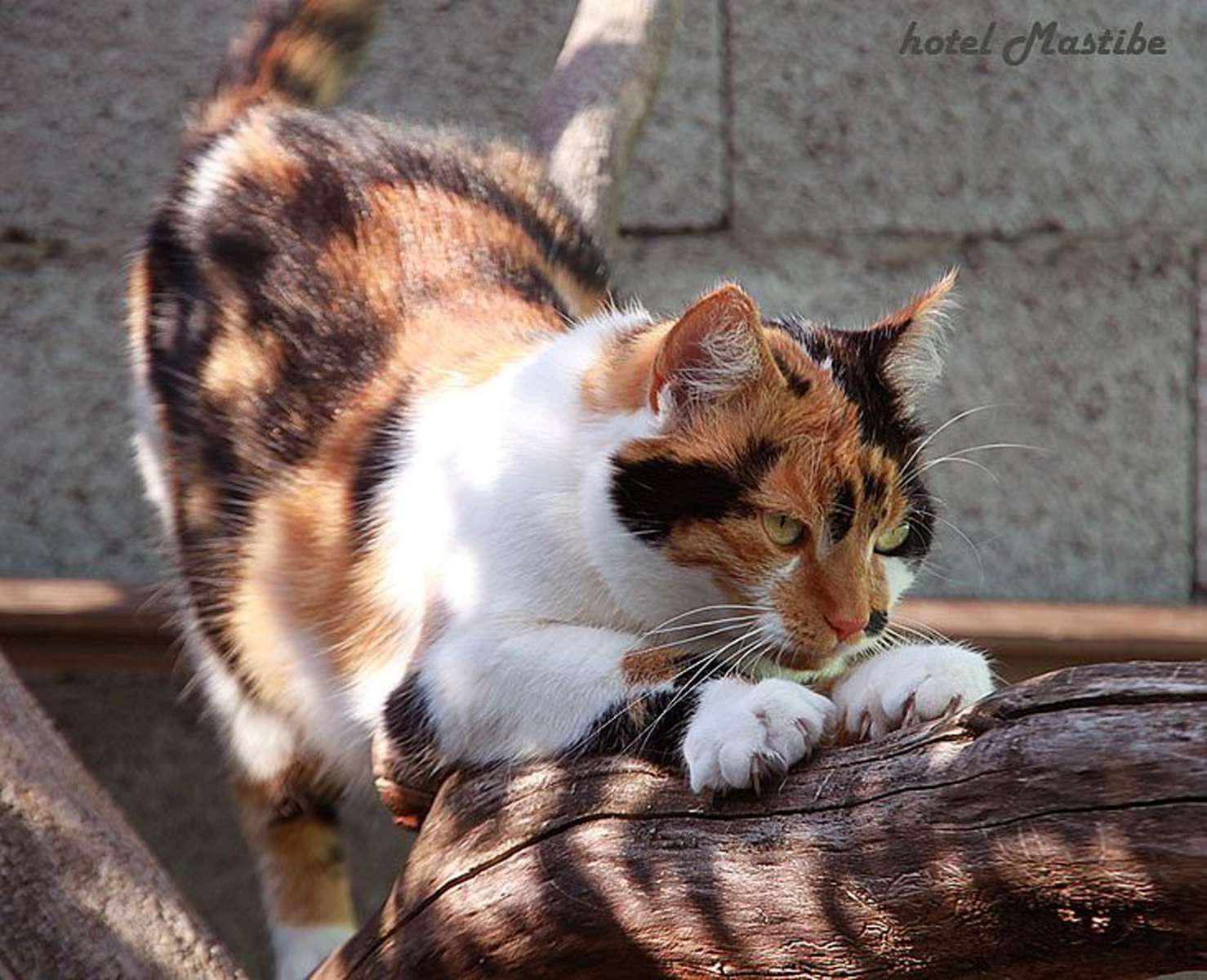Katten Nela pussel på nätet