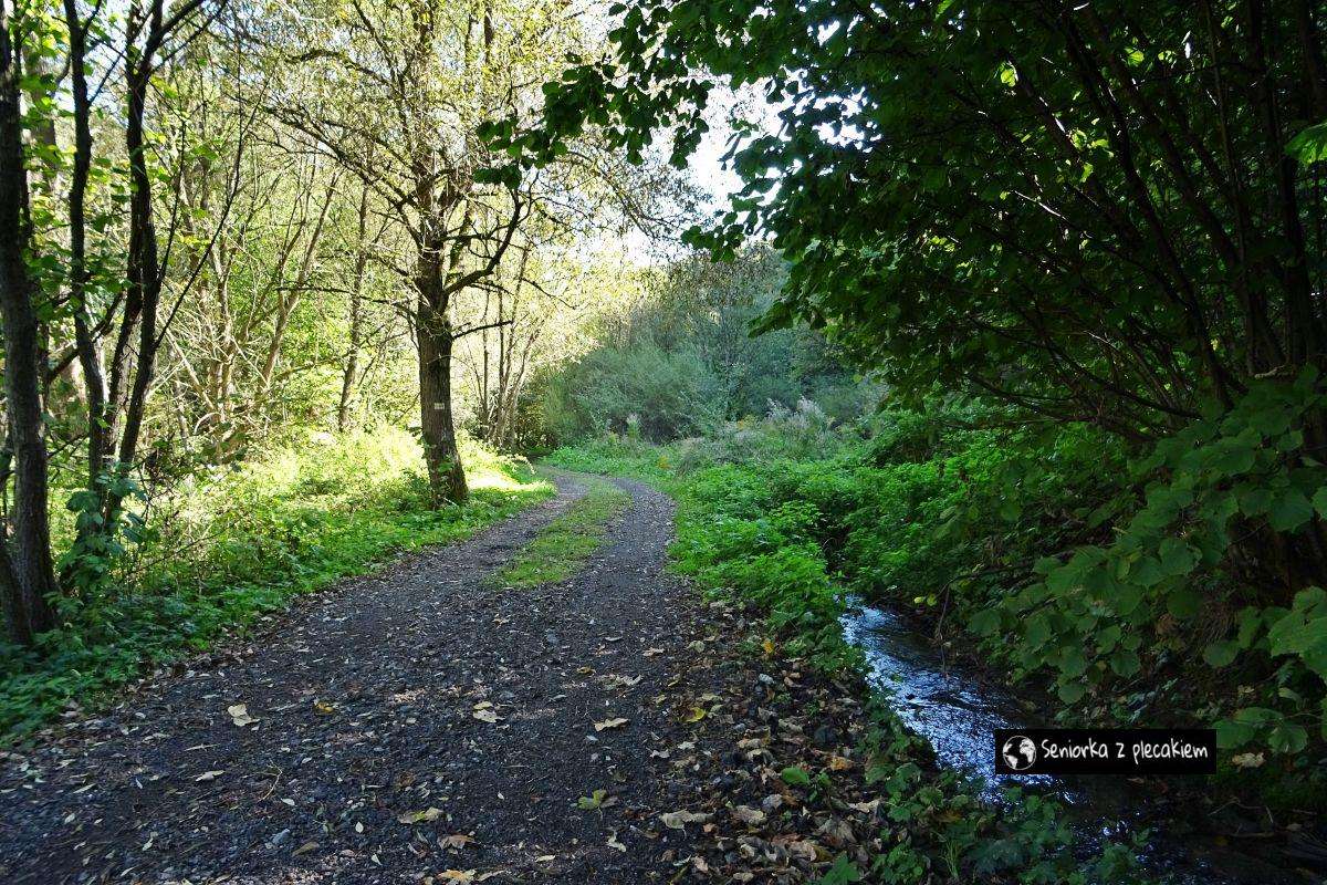 Ein Bach im Sąspowska-Tal Online-Puzzle