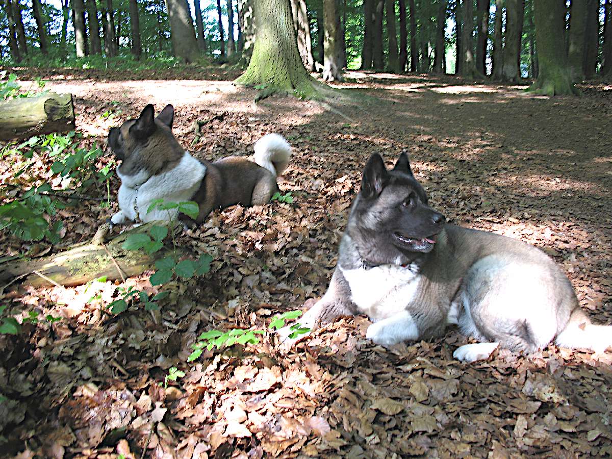 uvolněná Akita skládačky online