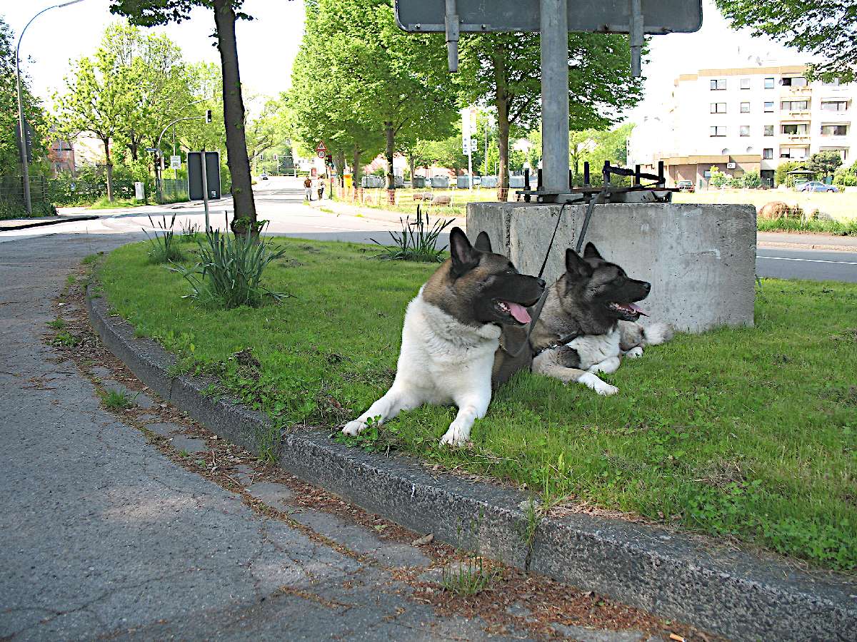 Odpočinek po procházce skládačky online