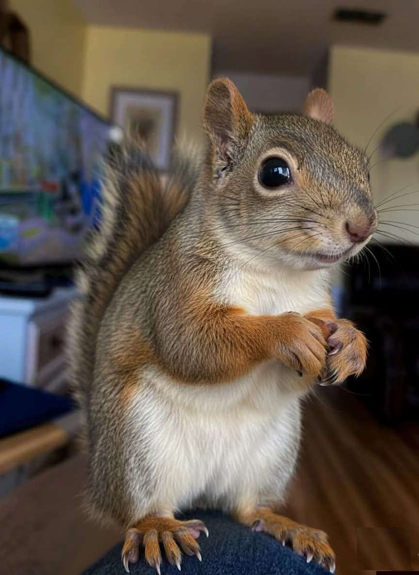 Orava Ekkorre puzzle online