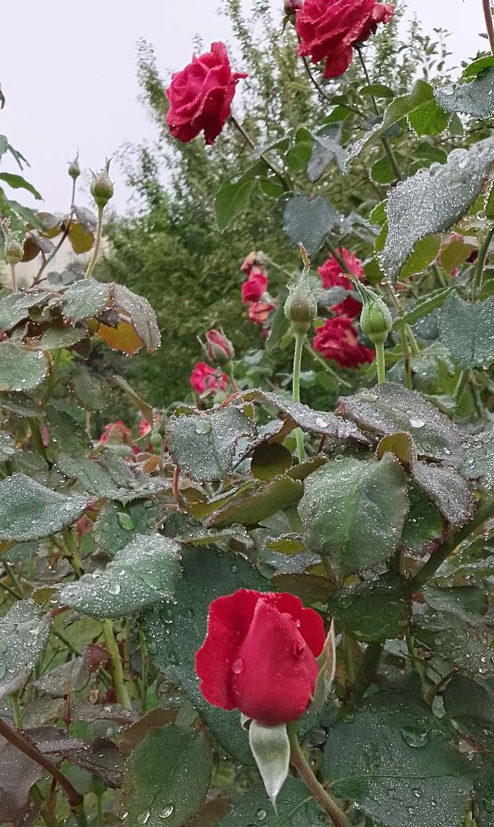 Růže po dešti skládačky online