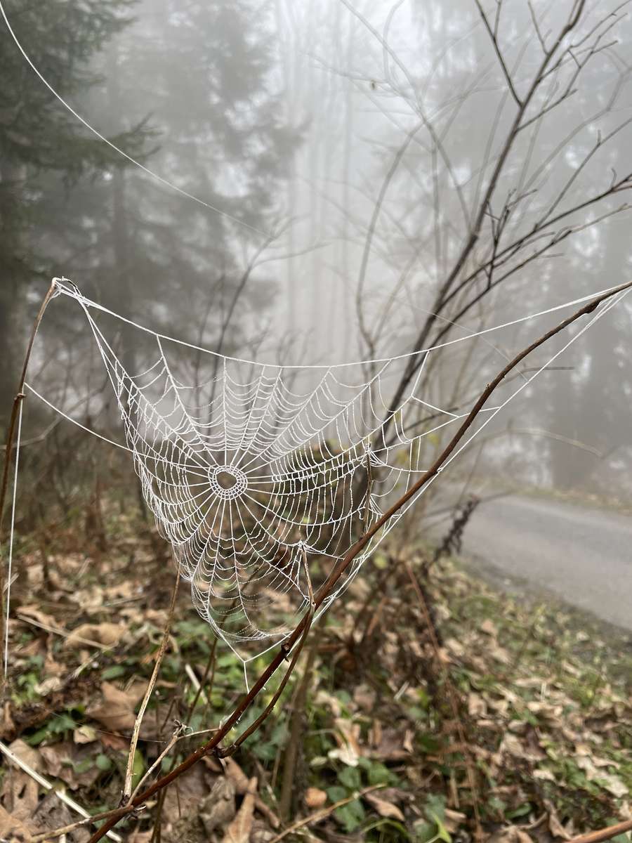 Природа в гората онлайн пъзел