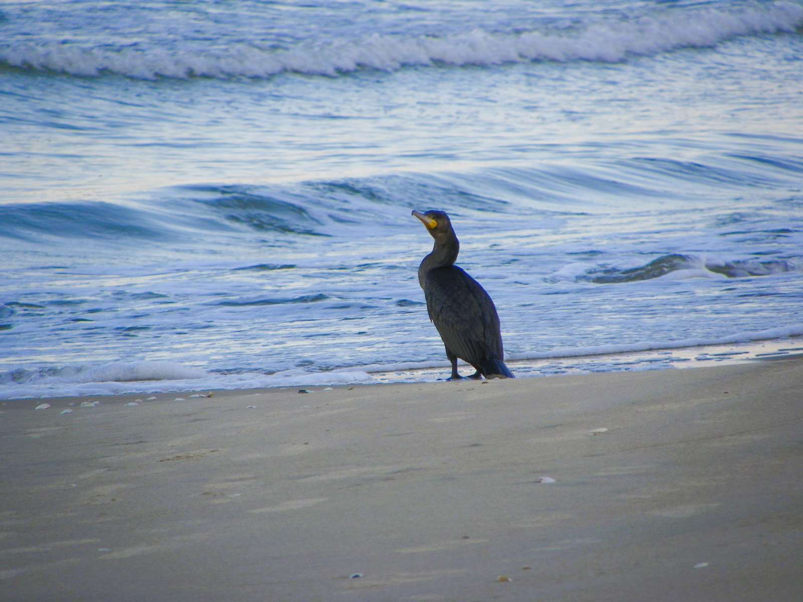 Skarv i Sztutowo pussel på nätet
