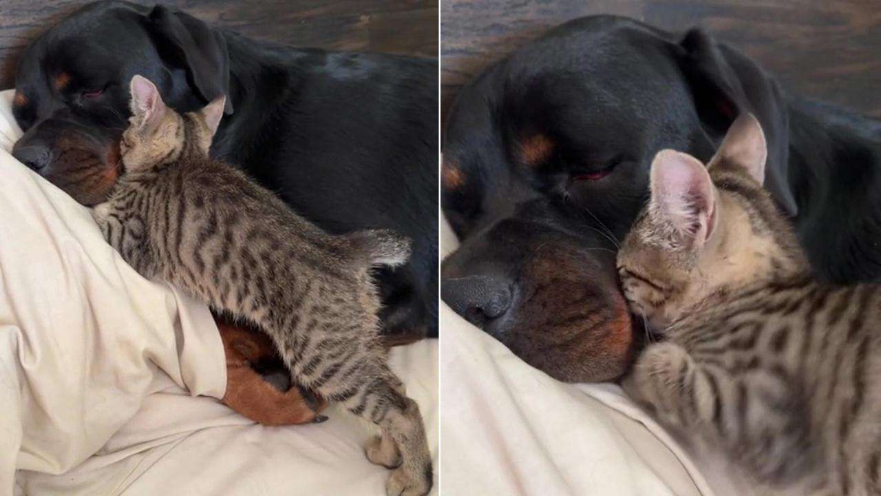 Pies i kot, którzy się kochają puzzle online