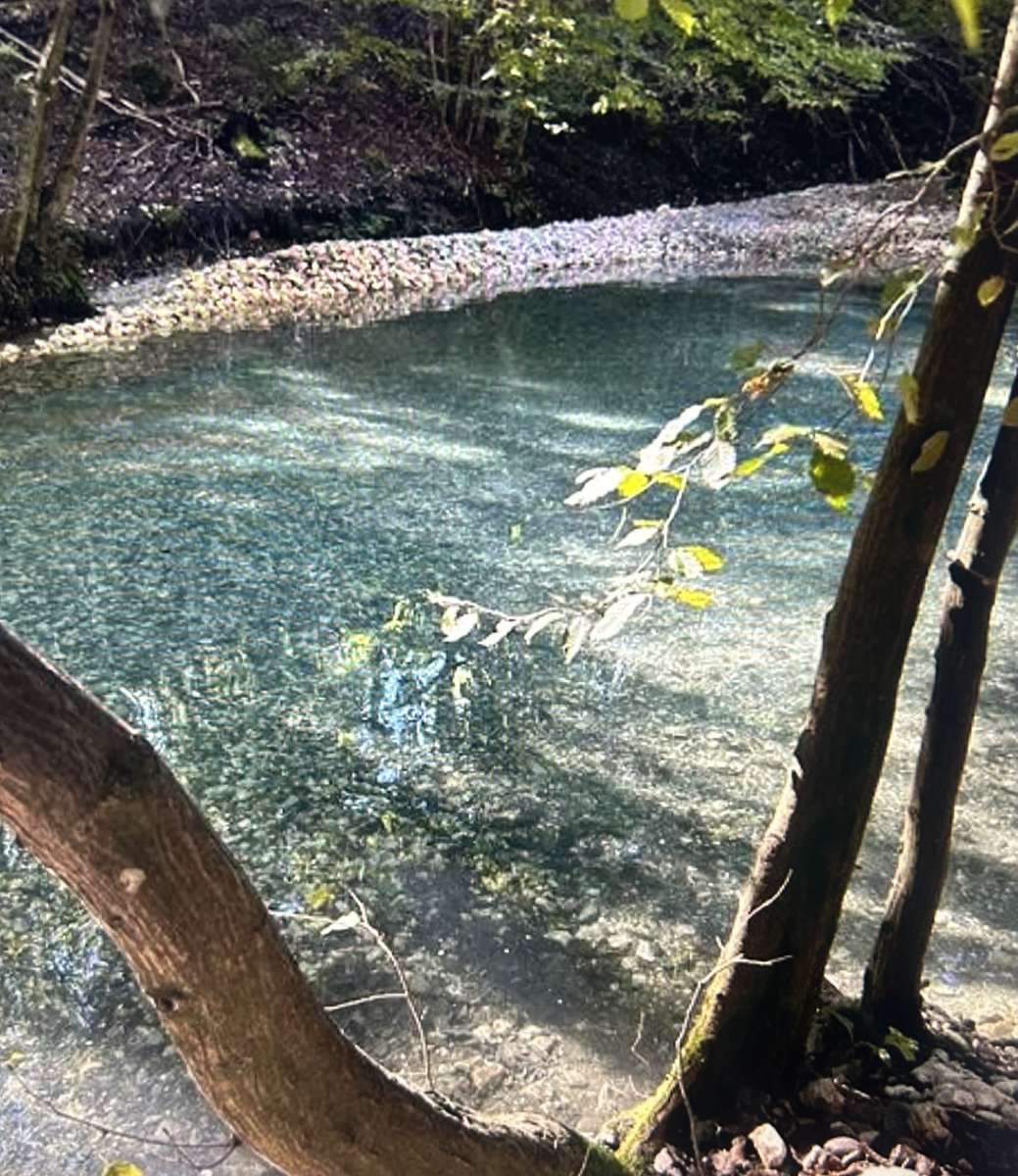 apă între copaci jigsaw puzzle online