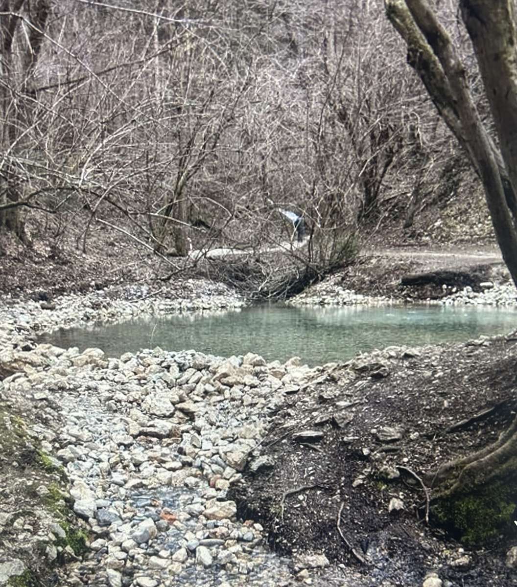 toamna în pădure jigsaw puzzle online