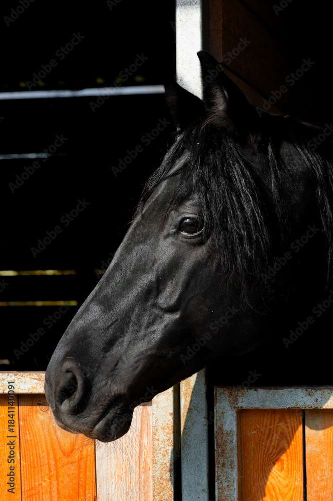 Calul Negru jigsaw puzzle online