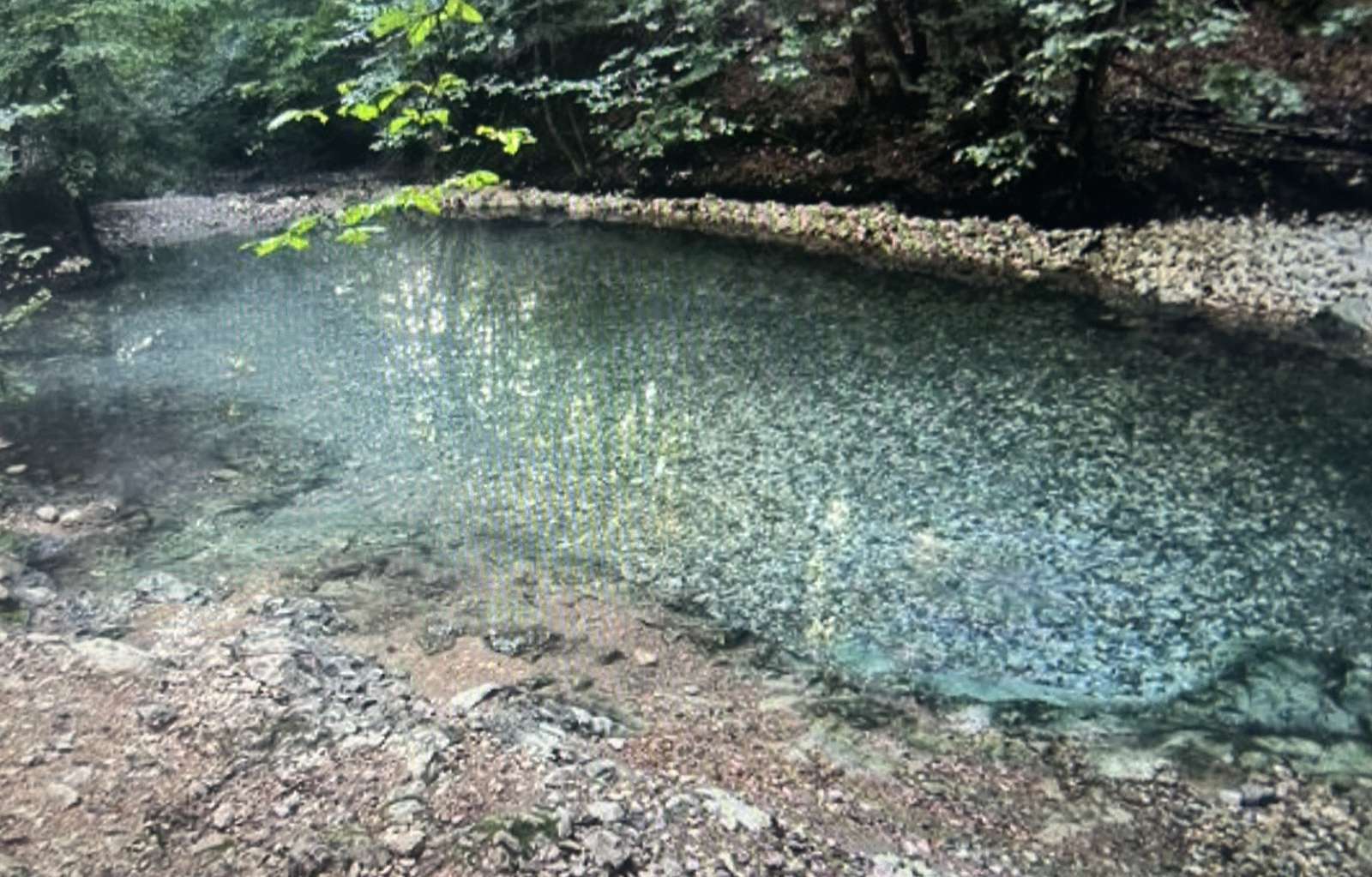 primăvara în pădure puzzle online