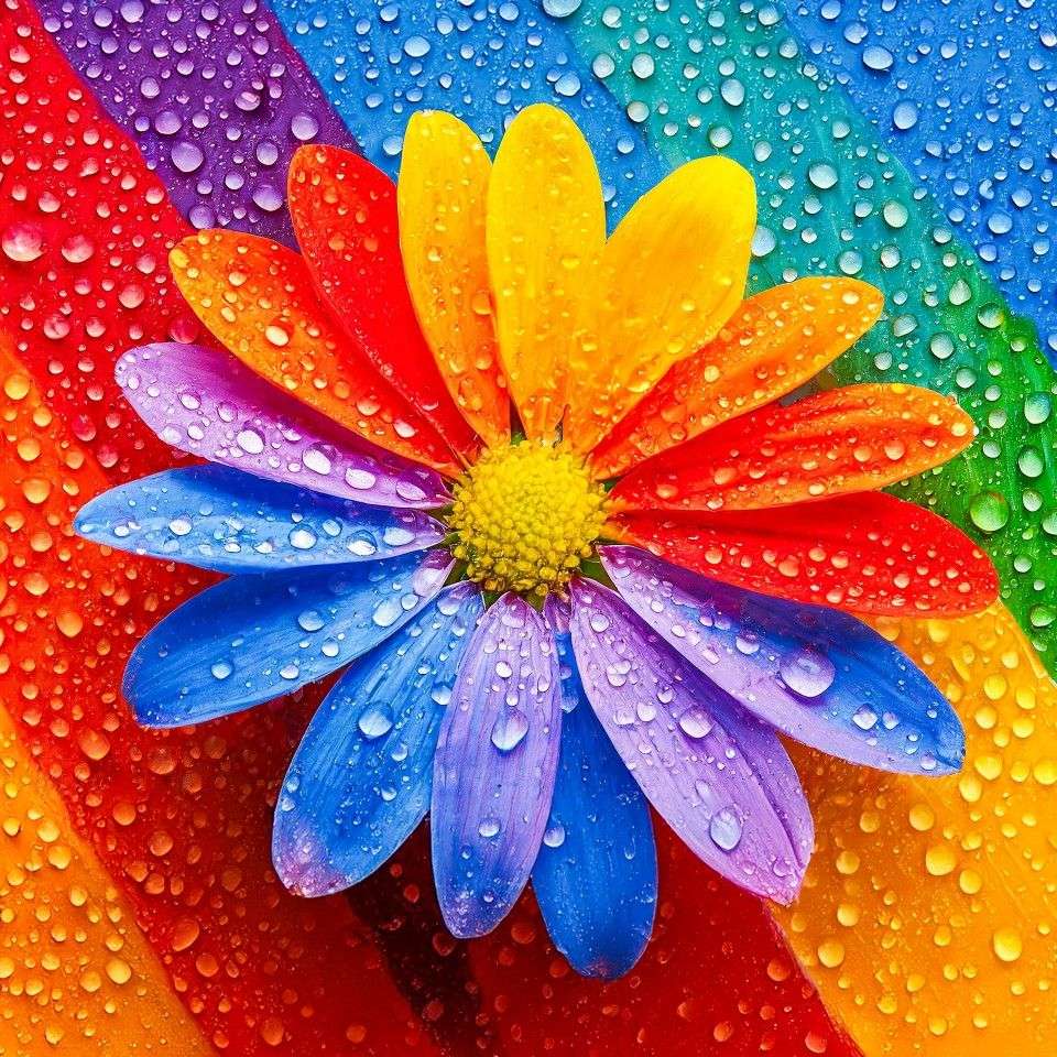 Dungi curcubeu și floare puzzle online