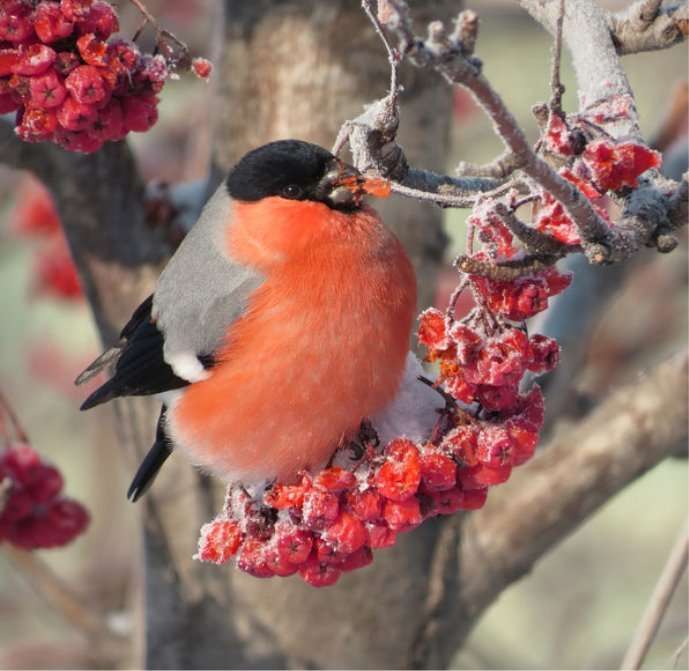 Диво Снігур puzzle en ligne