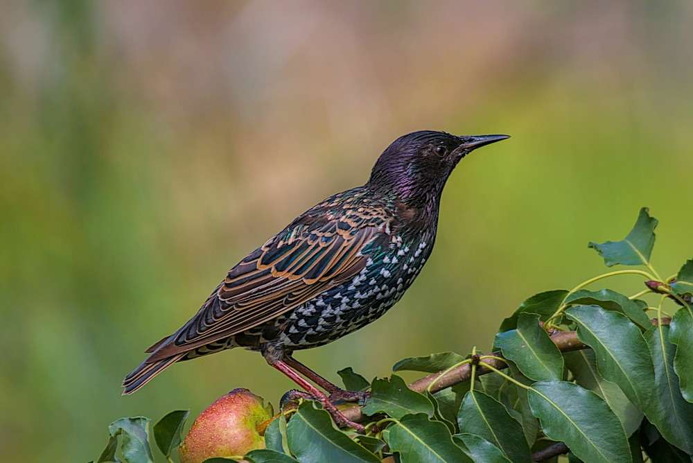 Paket auf Gold Puzzlespiel online