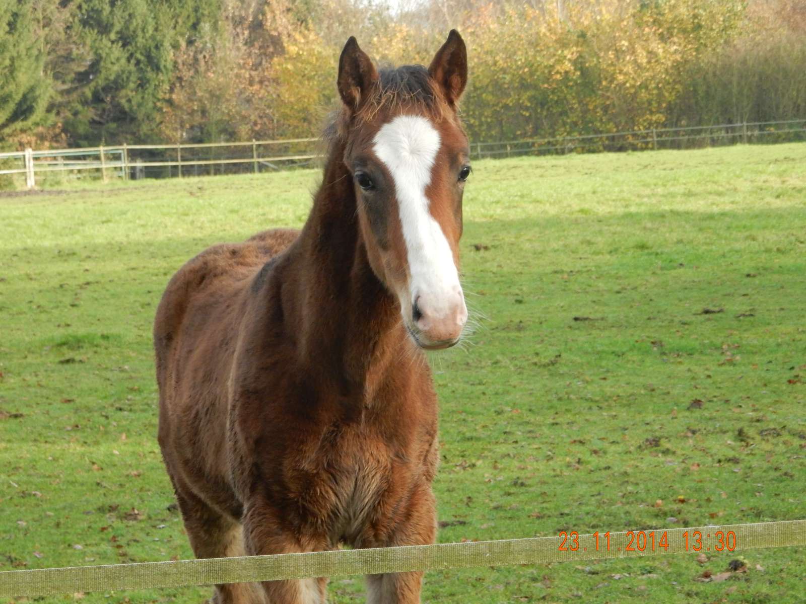 hnědý kůň skládačky online