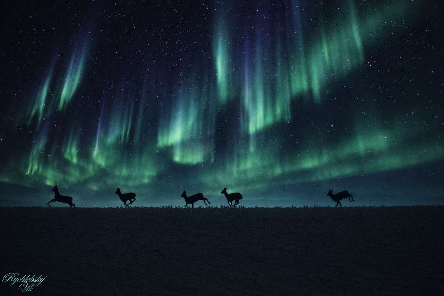 Capriolo di notte durante l'aurora boreale puzzle online