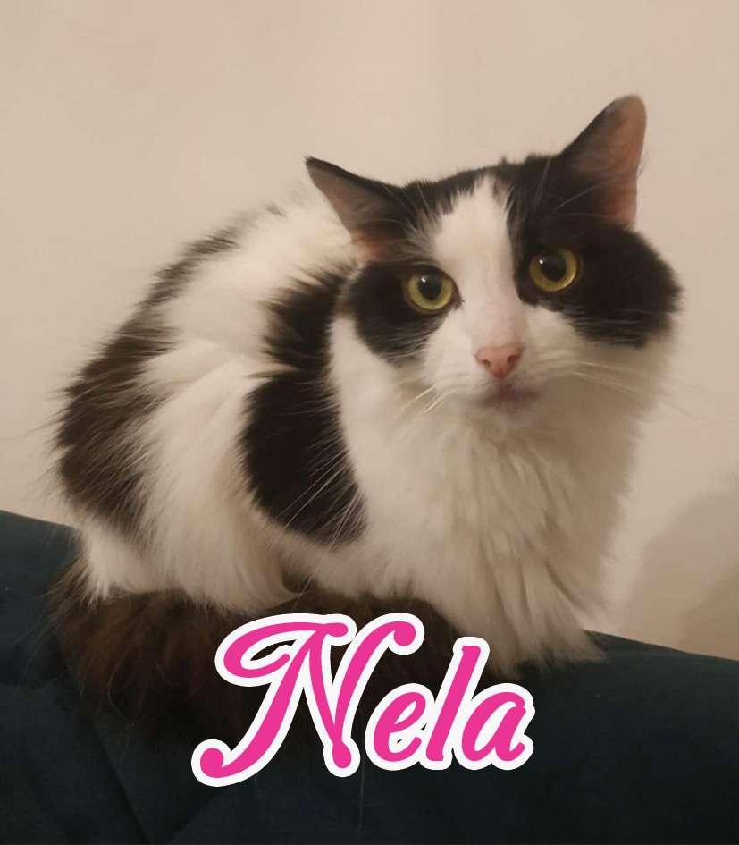 Nela la gatta puzzle online