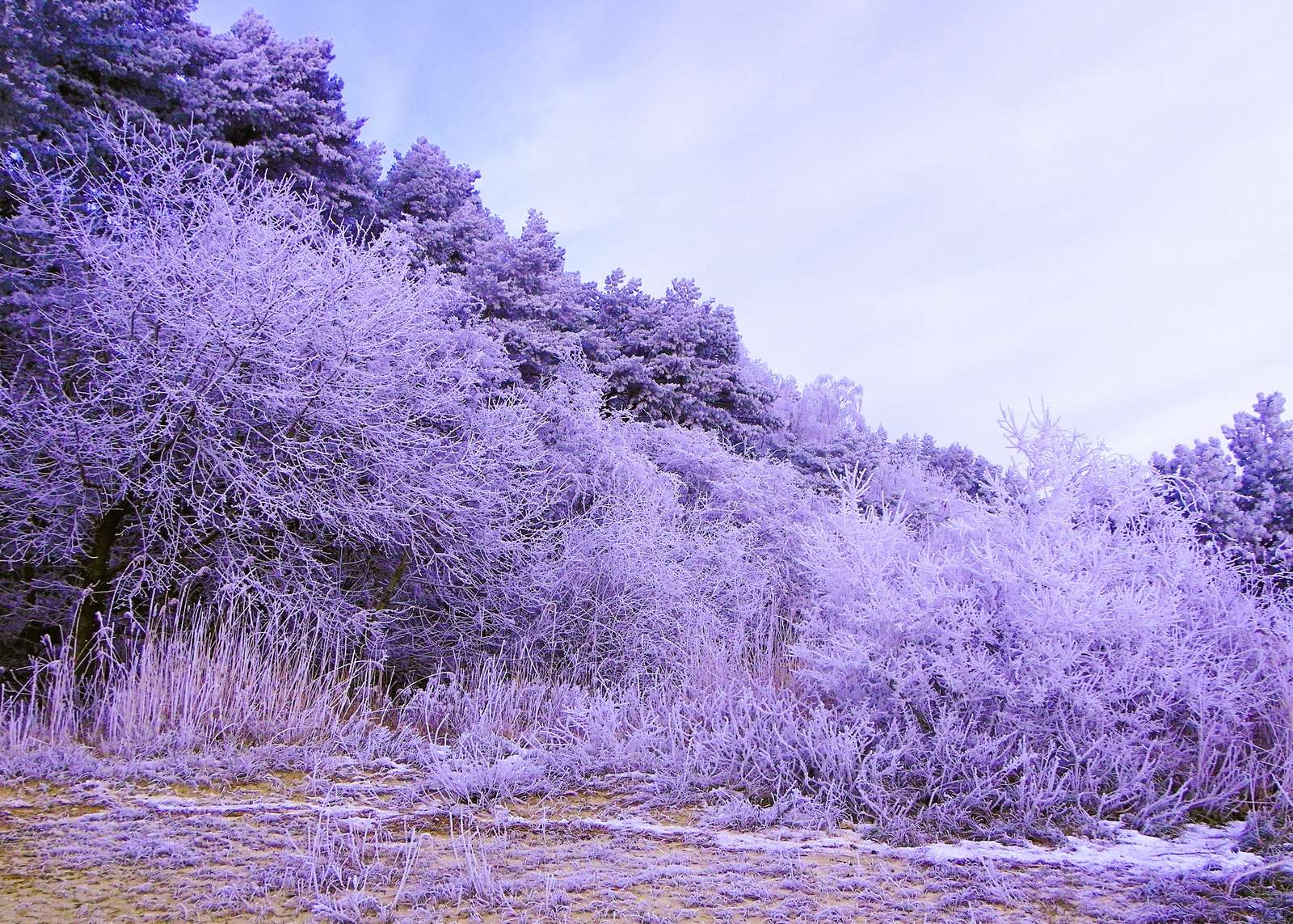 zima w lesie legpuzzel online