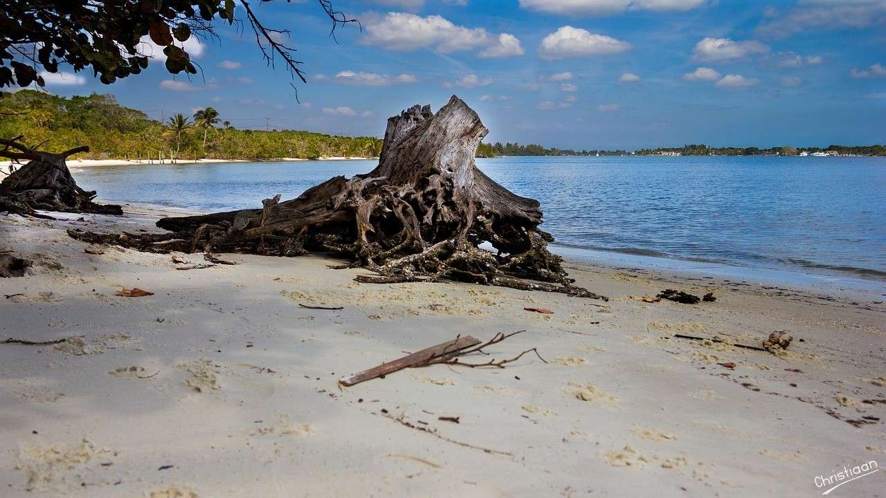 Plage, Floride, souche d'arbre. puzzle en ligne