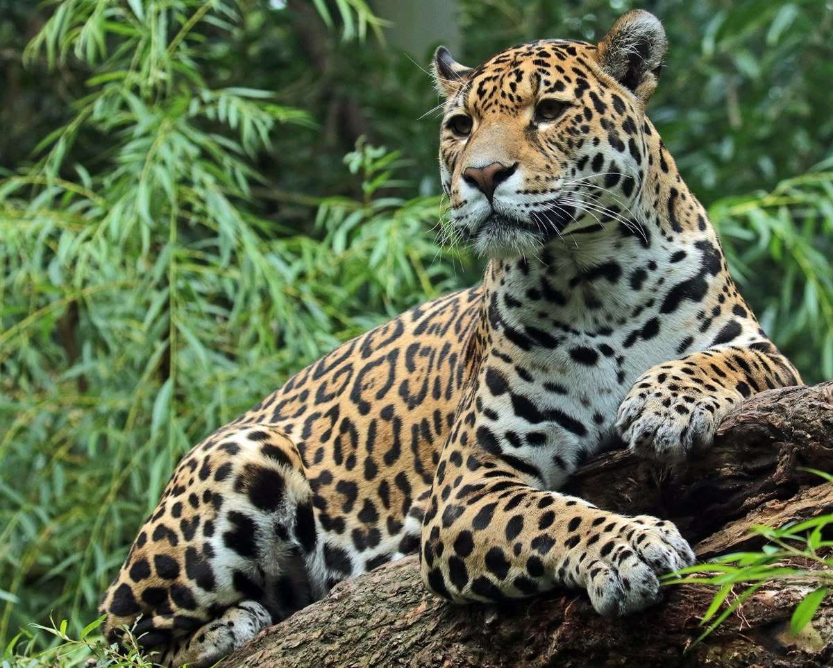 Mayans (jaguar) jigsaw puzzle online