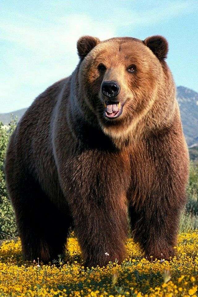 ANIMALE SĂLBATICE URS puzzle en ligne