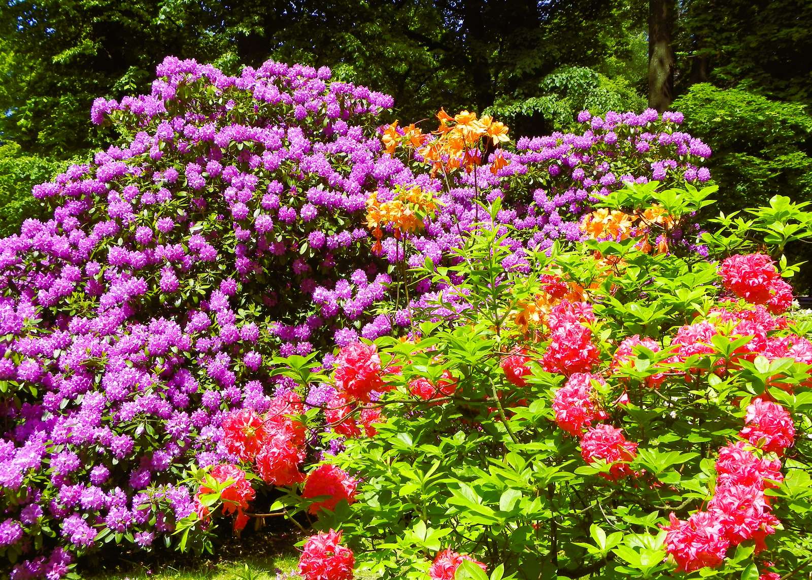 Fleurs à Lądek puzzle en ligne