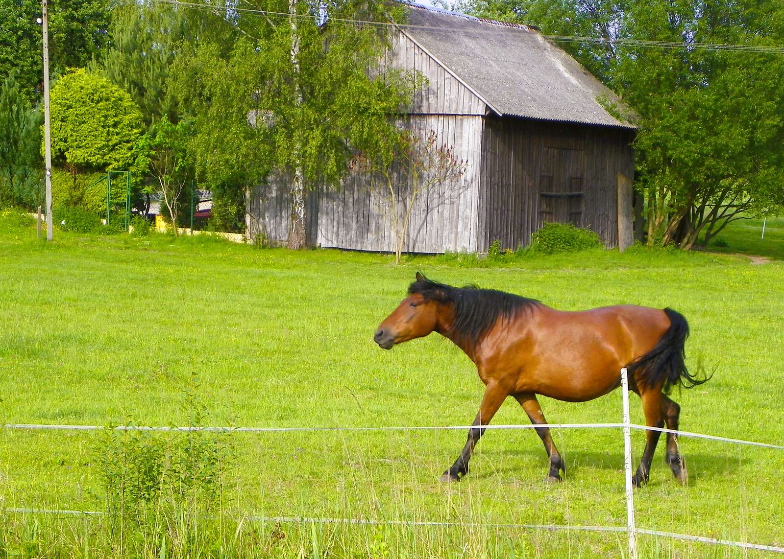 Cavallo al pascolo puzzle online