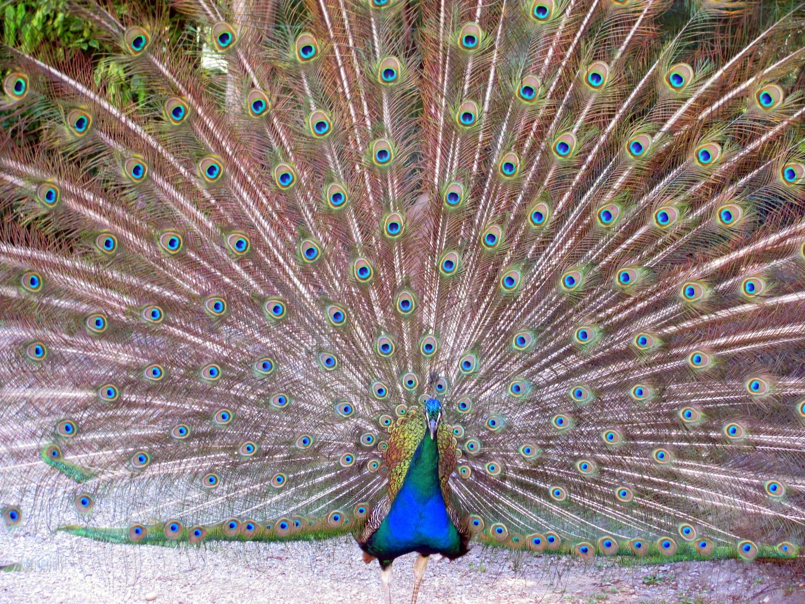 Beautiful peacock jigsaw puzzle online