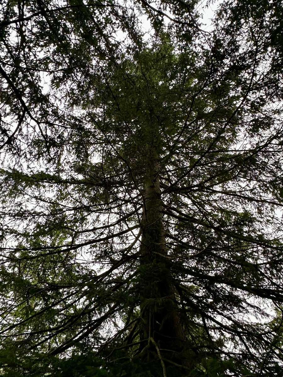 Albero come un ingorgo puzzle online