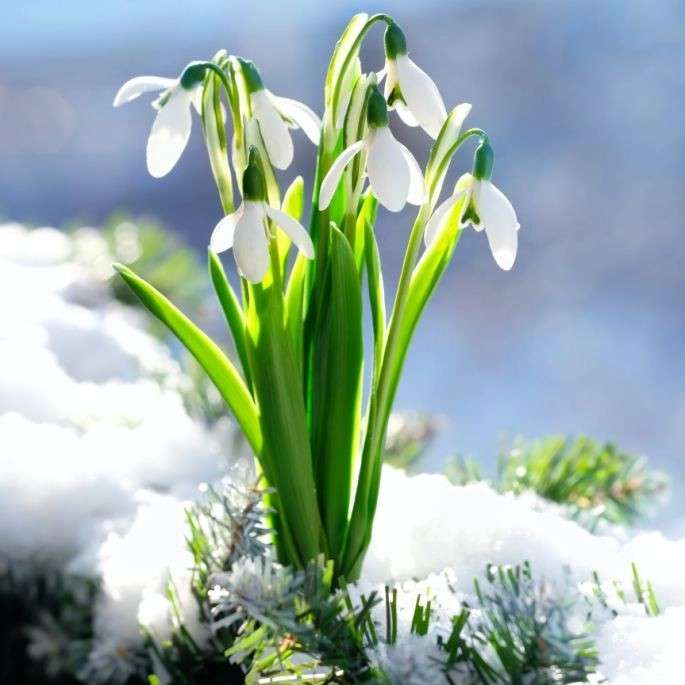 Frühlingsschneeglöckchen Puzzlespiel online