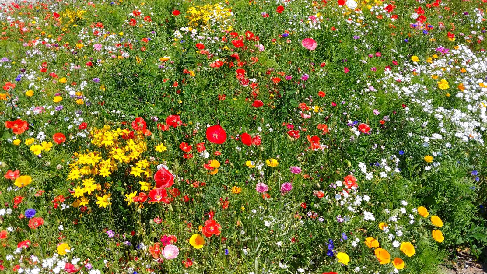 prato fiorito puzzle online