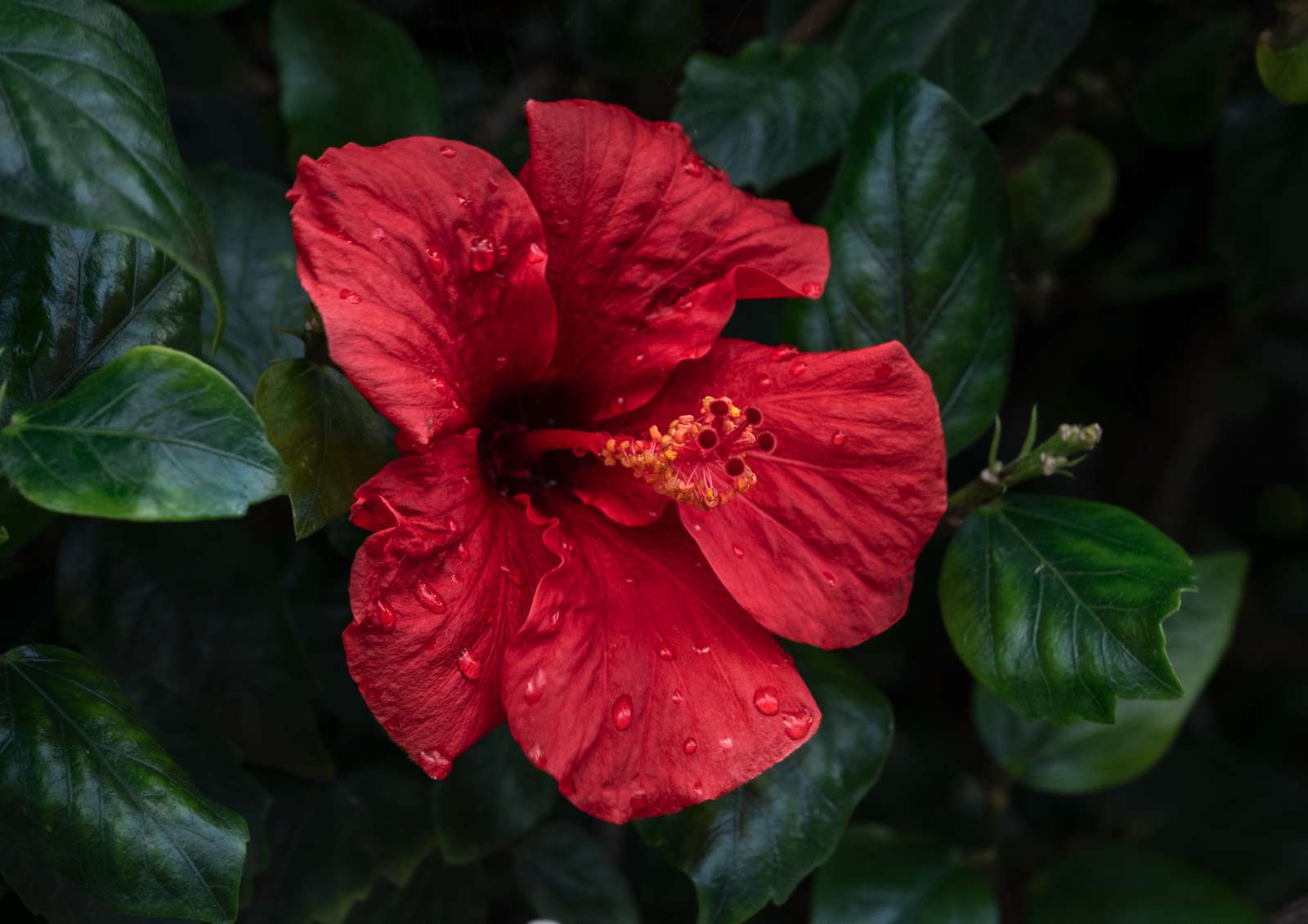 Blodröd hibiskus Pussel online