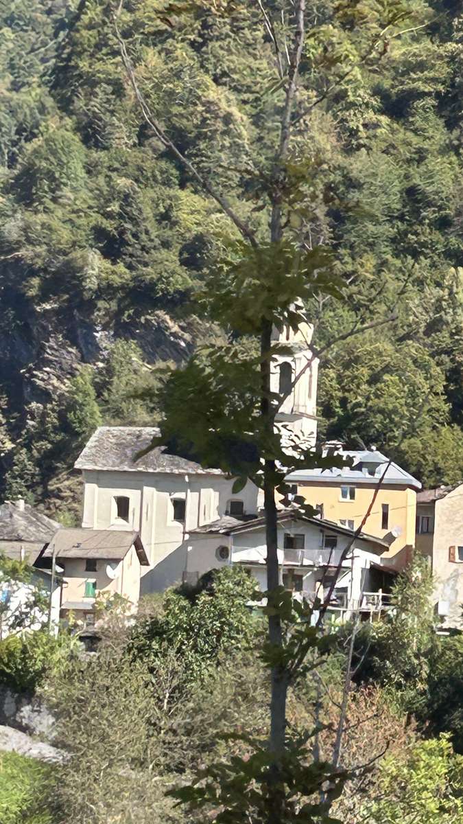 Nascosto dietro gli alberi puzzle online