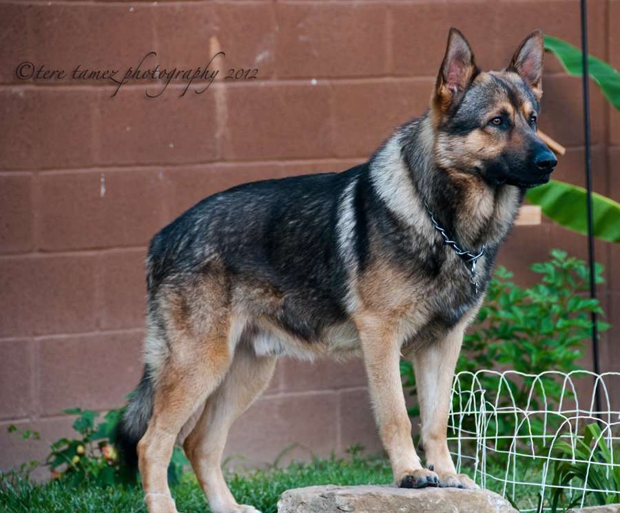 Don Julio Chuligan puzzle online