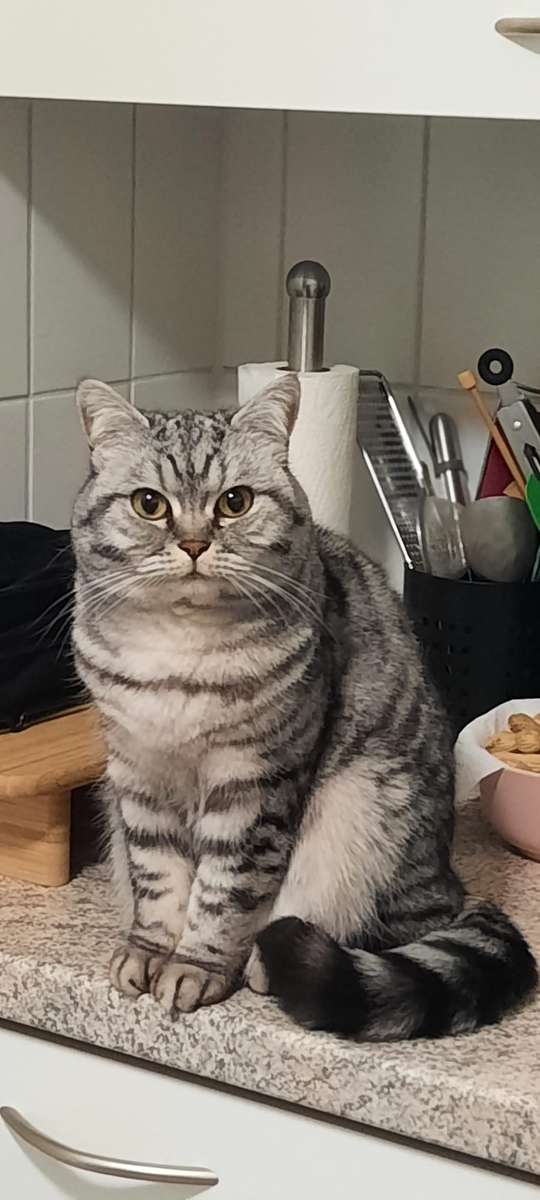 Czy Büsi chciałby pomóc w gotowaniu? puzzle online