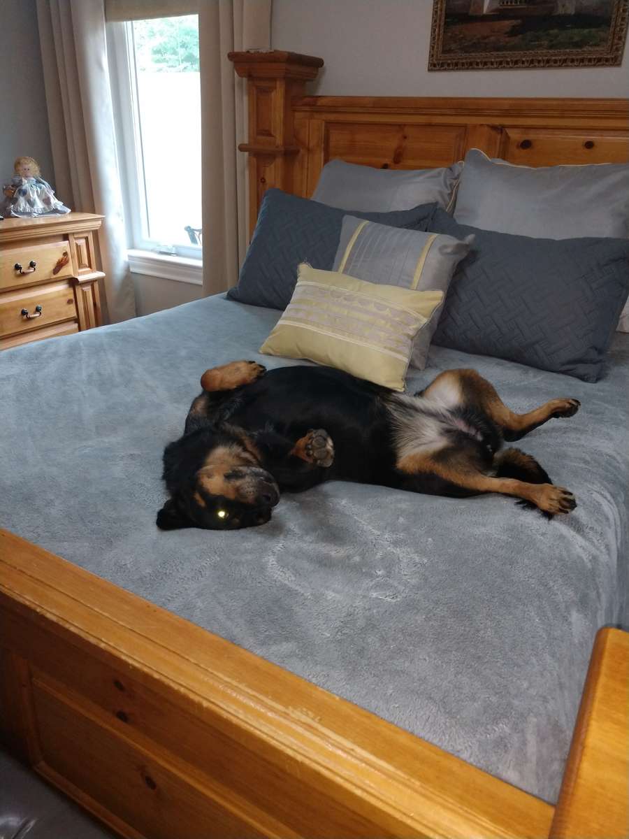 Rottweiler – unanständige Enthüllung Online-Puzzle