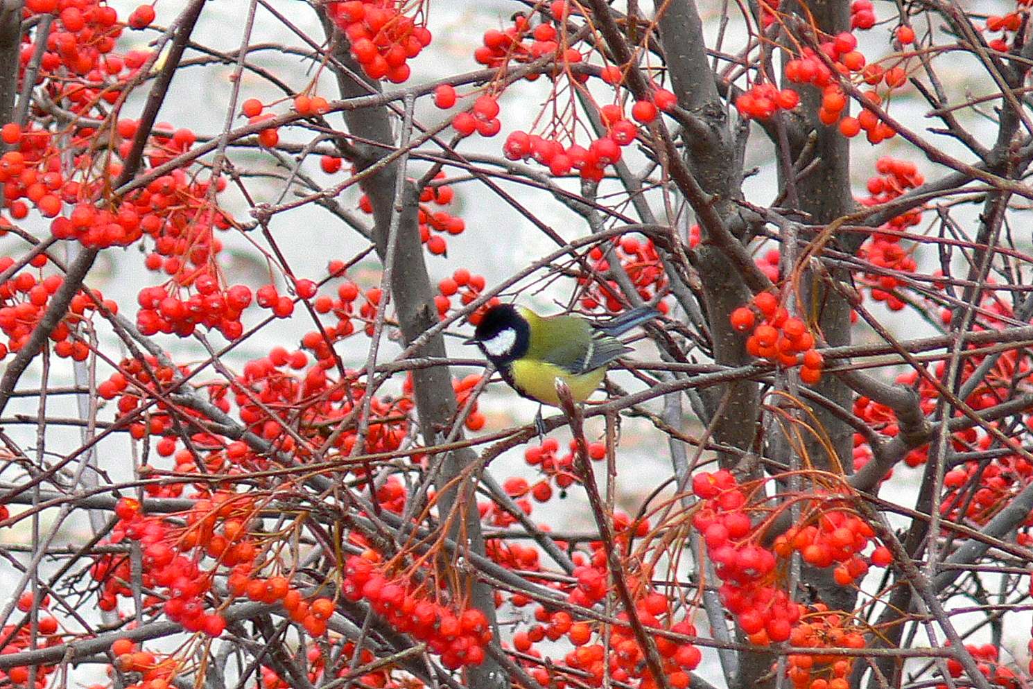 Sorbo rosso puzzle online