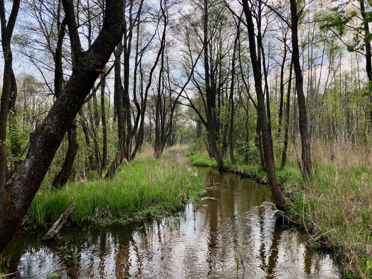 Biała Przemsza nelle foreste Błędowskie puzzle online