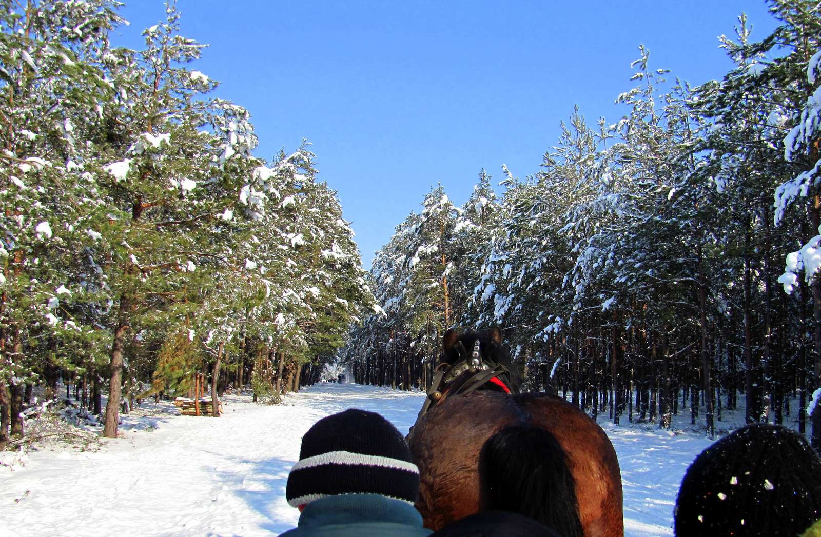 Durante un giro in slitta puzzle online