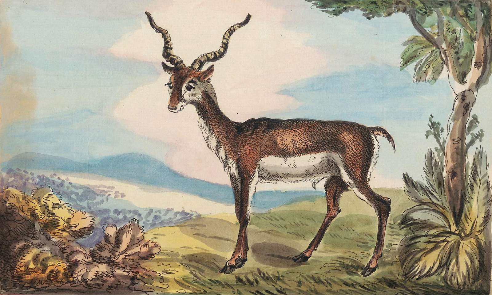 Rowlandson T -1787- L'antilope puzzle online