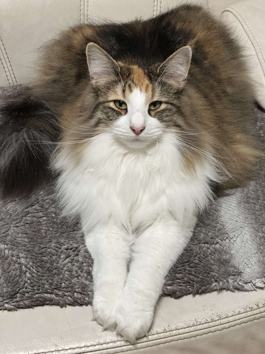 Il gatto di Jarga puzzle online