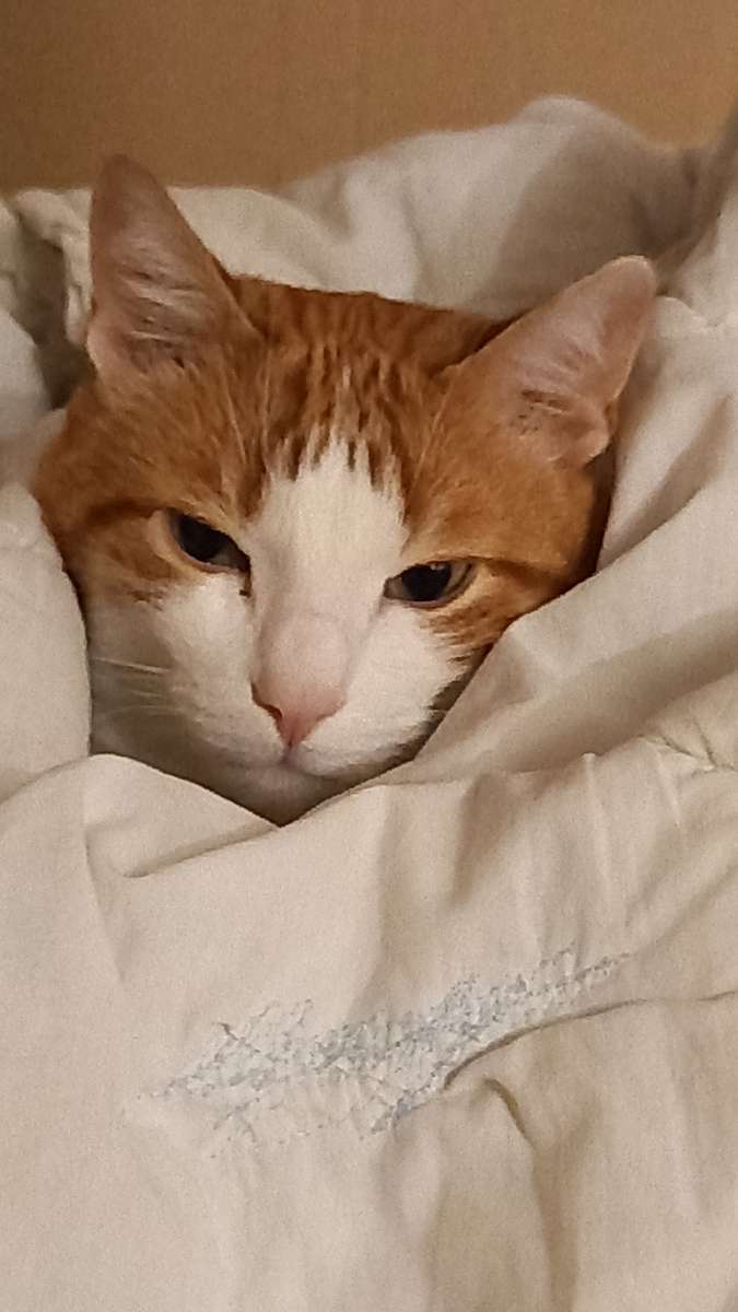 tigro sotto il piumone puzzle online