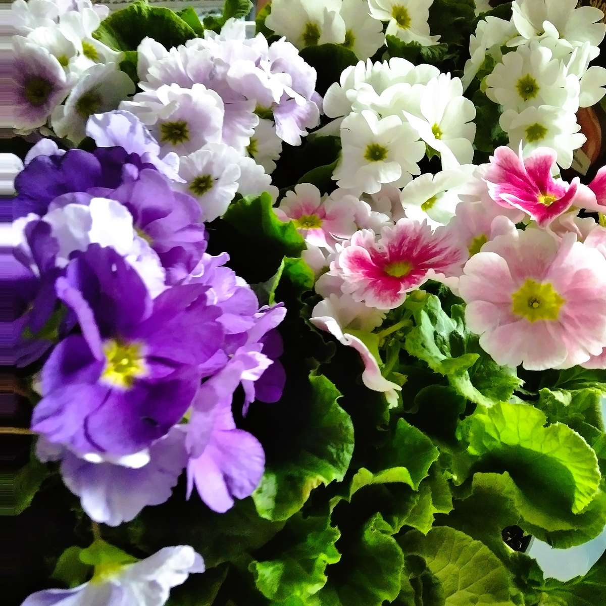 Fina primörer Pussel online