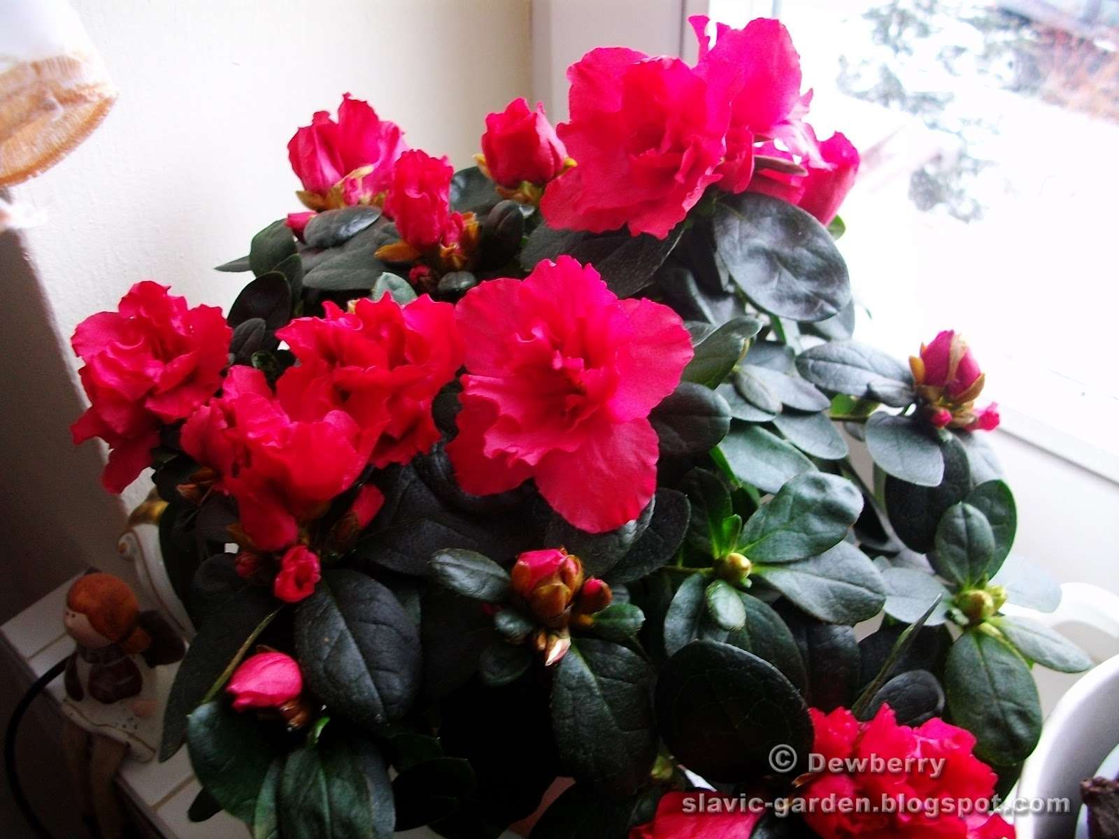 Azalée en pot puzzle en ligne