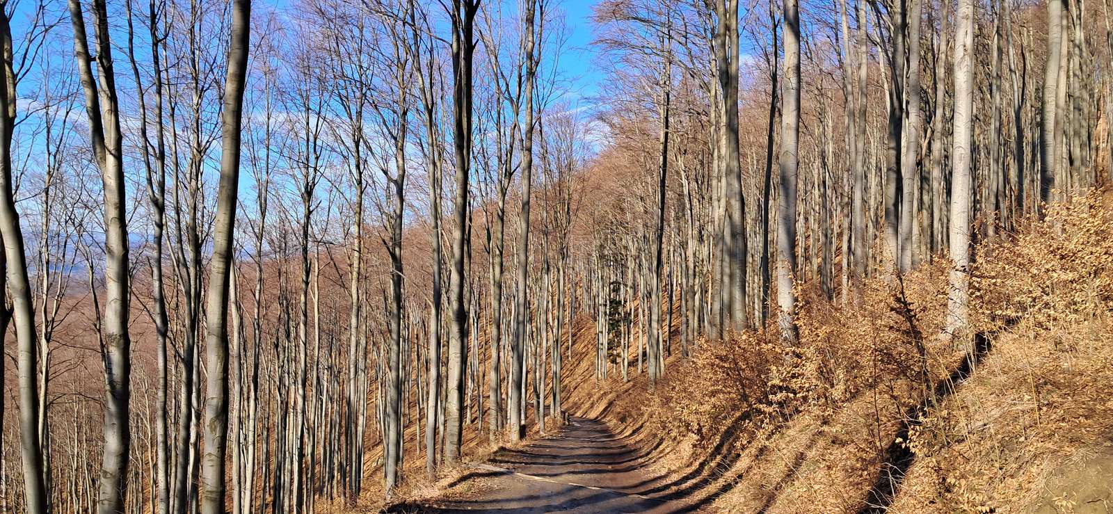 Pădure de fag jigsaw puzzle online