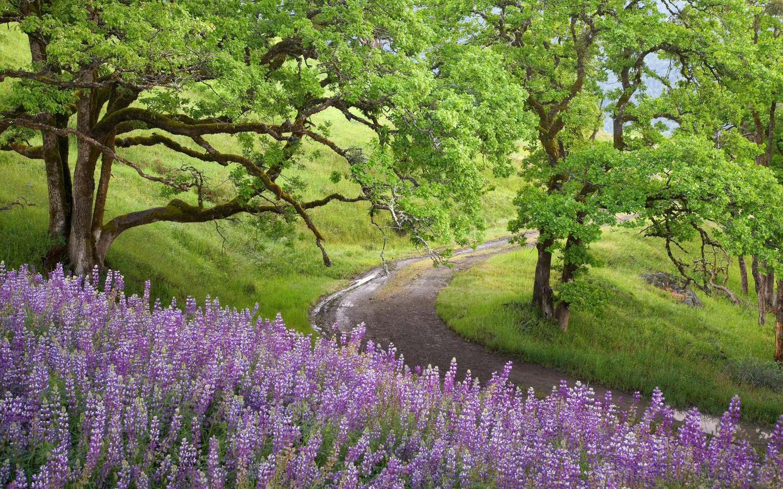 California Lupine Trail jigsaw puzzle online
