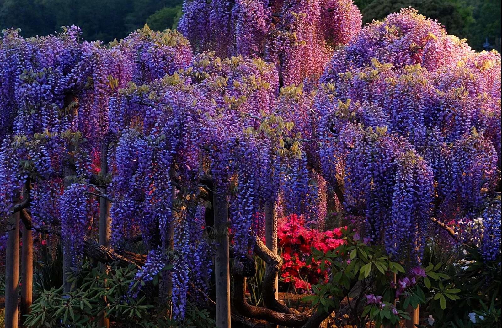 Wisteria jigsaw puzzle online