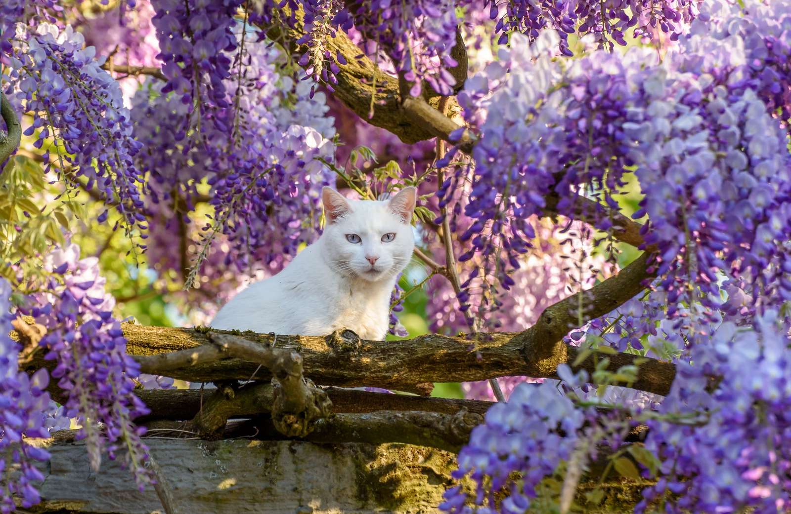Weiße Katze zwischen Glyzinienblüten Online-Puzzle