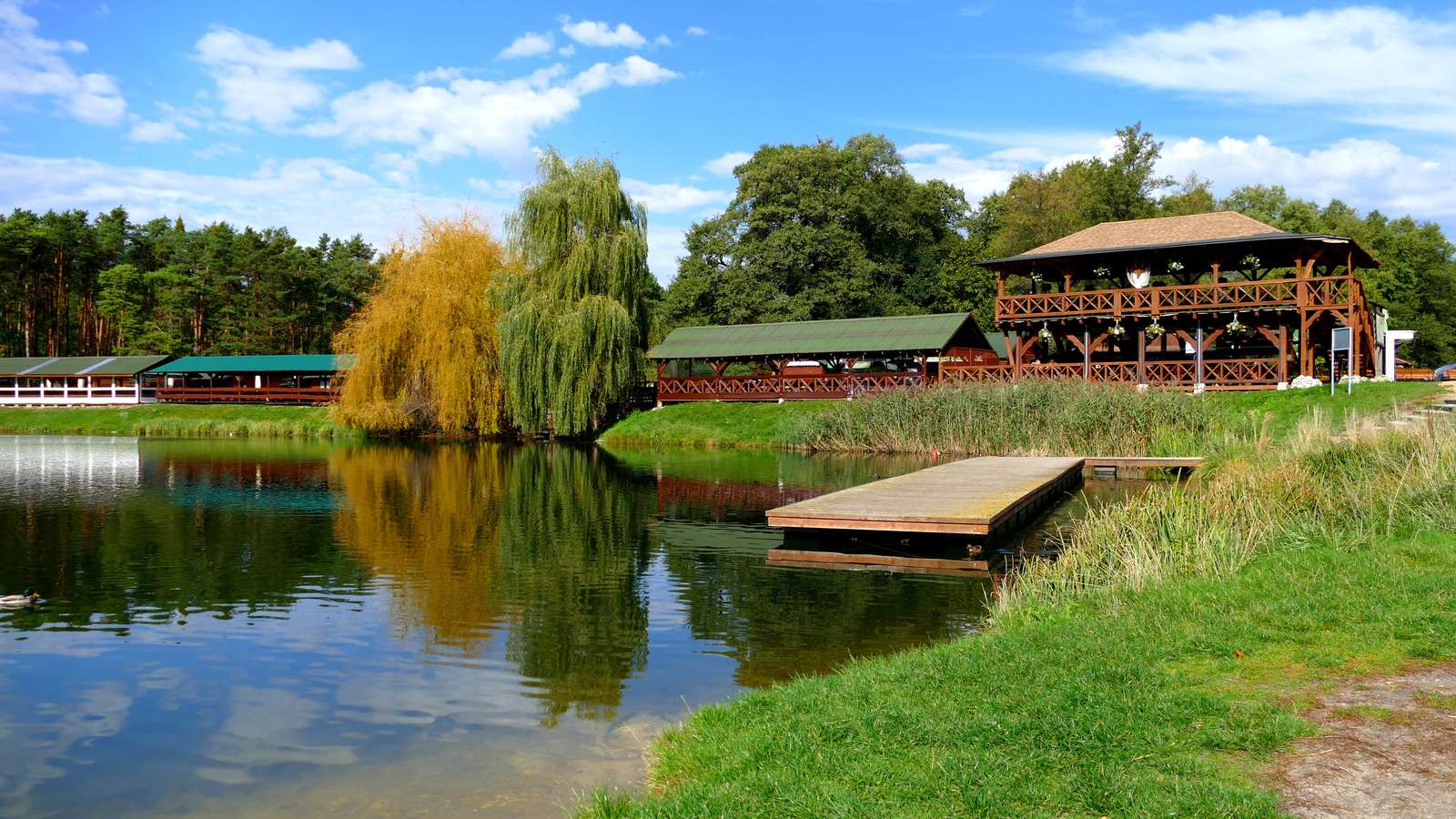 Stagno americano puzzle online