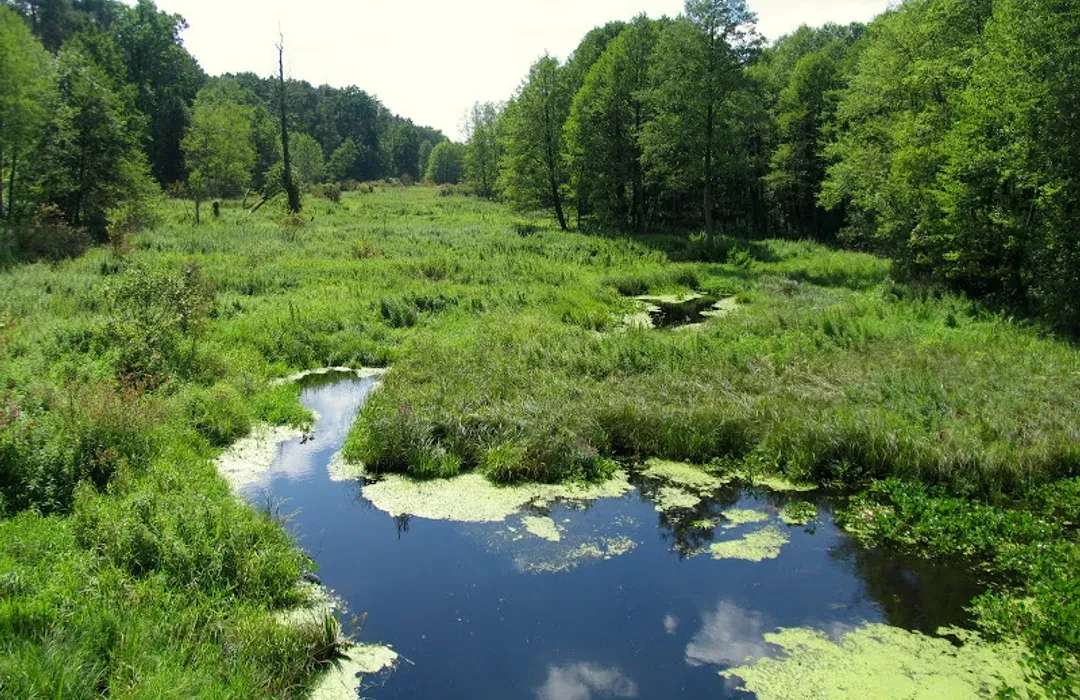 The forest river valley jigsaw puzzle online