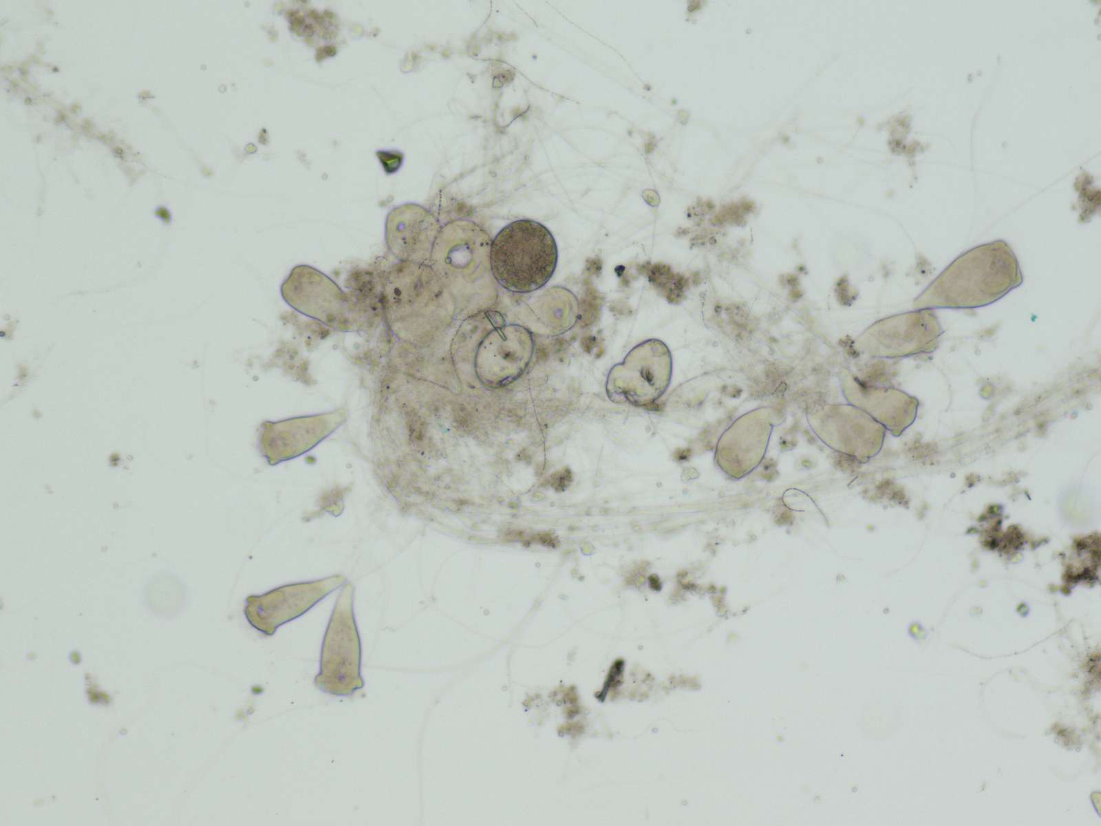 eleveniszap online puzzle