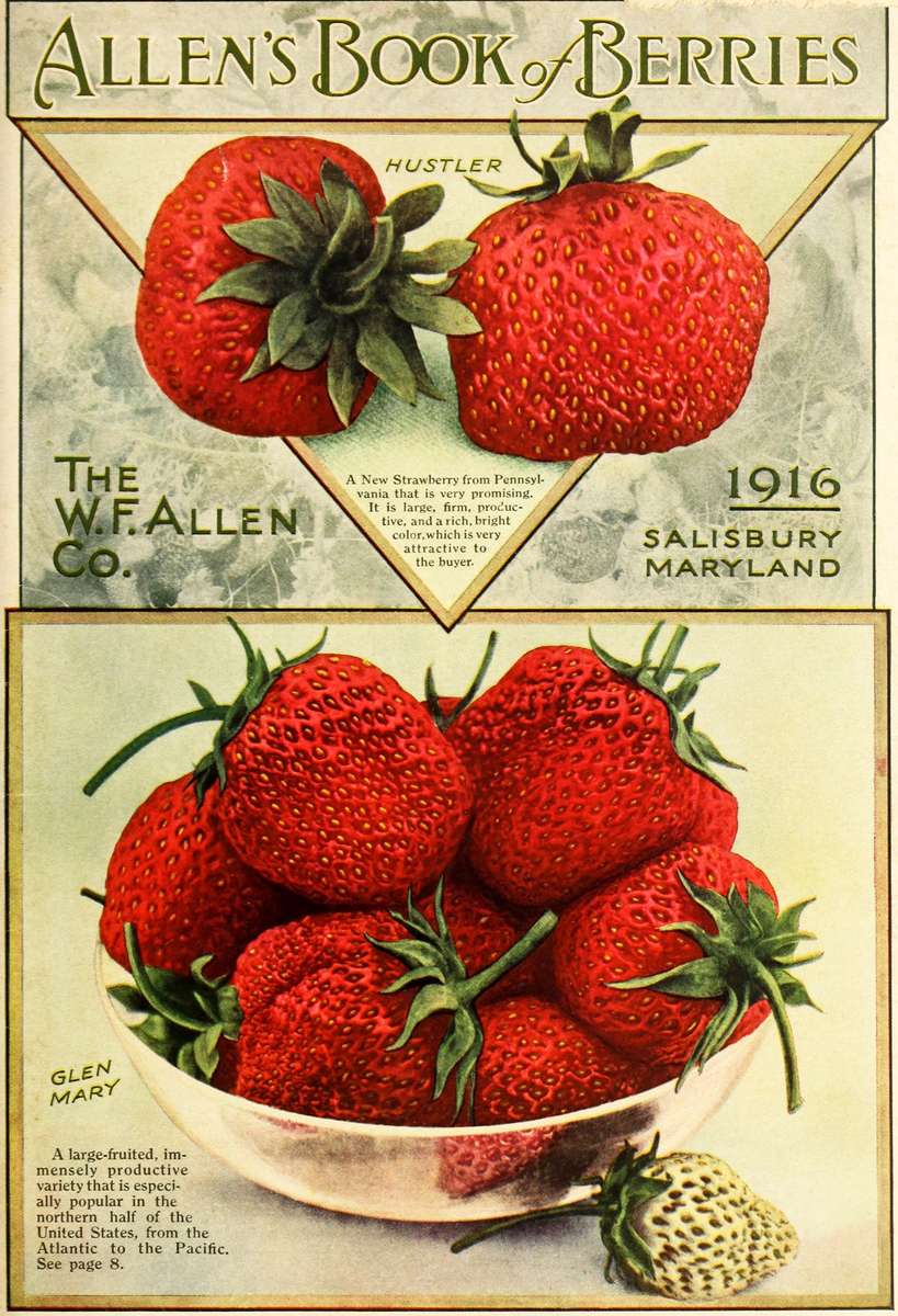 Allen WF Co. -1916- Allen's Boek met bessen online puzzel
